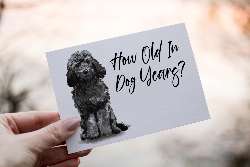 Cockapoo Black Dog Birthday Card, Dog Birthday Card